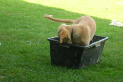 welpe-5monate12